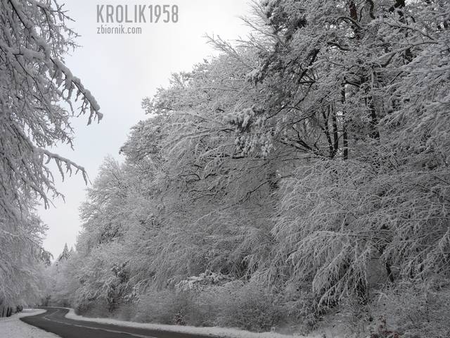 krolik1958