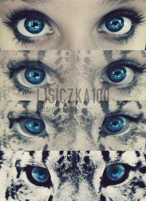 s.l. - lisiczka100