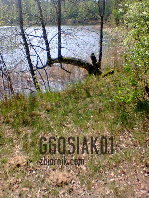 Zdjęcie0046.jpg - Ggosiak01