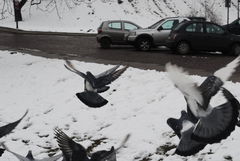 uganiałem sie za gołebiami :D