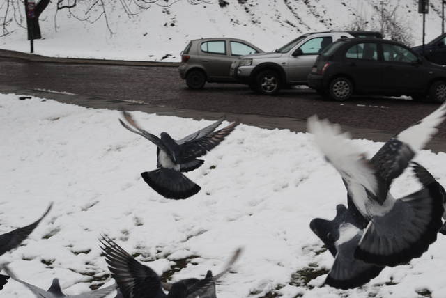 uganiałem sie za gołebiami :D - Arrou