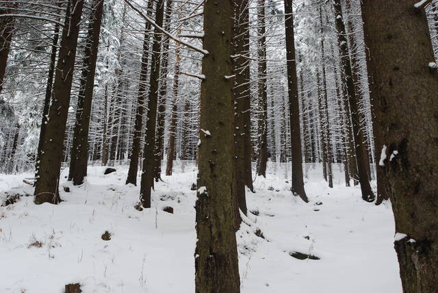 DSC_1268.JPG - Arrou