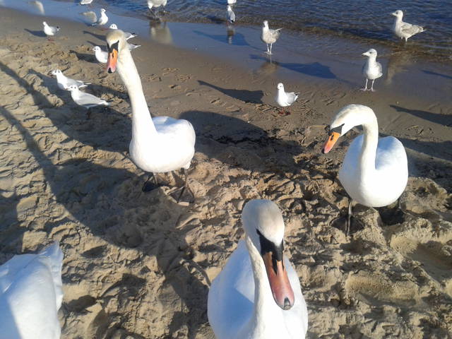 Zdjęcie-0070.jpg - olla55