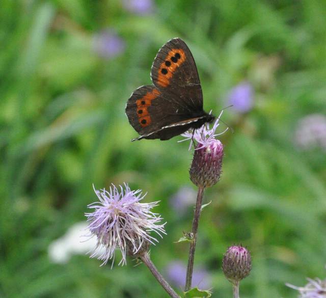 niby zwykły motylek.jpg - ZakazanaStrefa