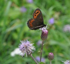 niby zwykły motylek.jpg