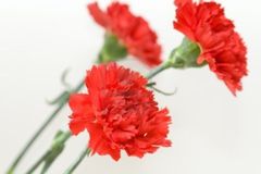 Najlepsze życzenia dla wszystkich Pań