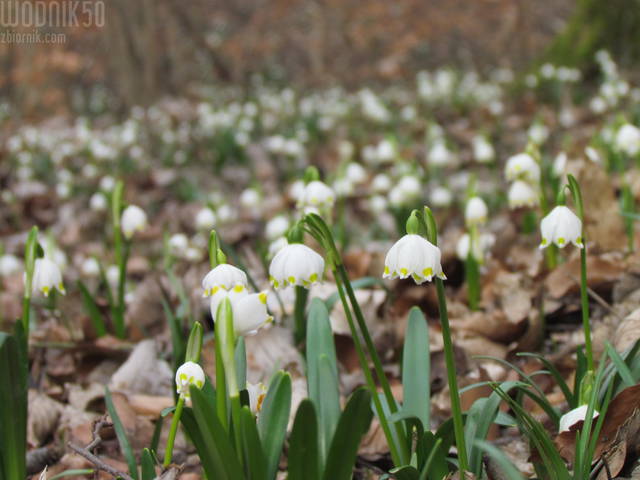 wiosna... - wodnik50