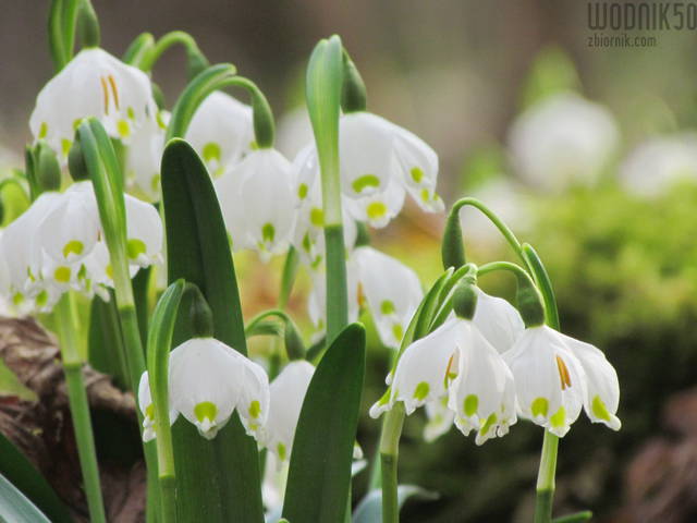 .......jar - wodnik50