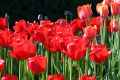 feng_shui-kwiaty-02.jpg