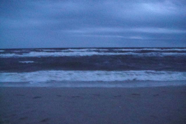 DSC01661.JPG - wild72