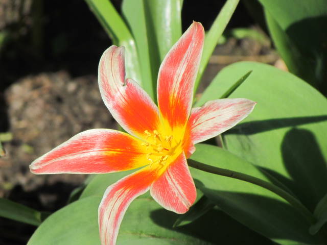 w rozkwicie.... - wodnik50