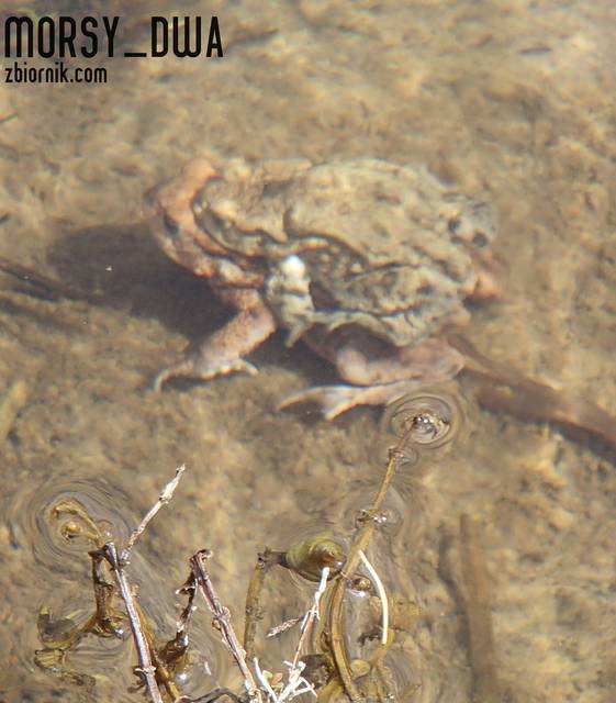 Żabki - Morsy_dwa