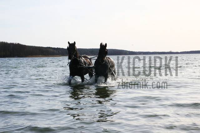 Uchwycone dzisiejsze Piękno - kicurki