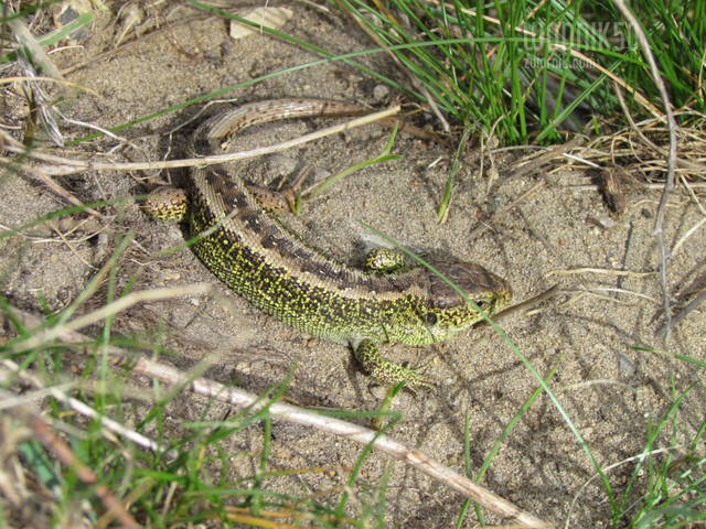 to jest.... - wodnik50