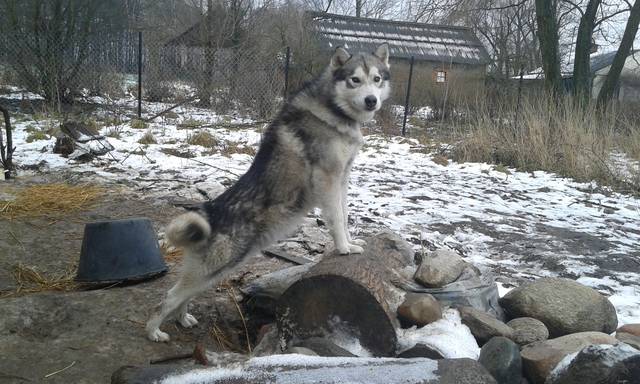 20150101_125149.jpg - Pyszczunia40