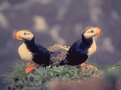 Horned Puffins.jpg