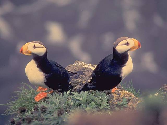 Horned Puffins.jpg - wictor0988