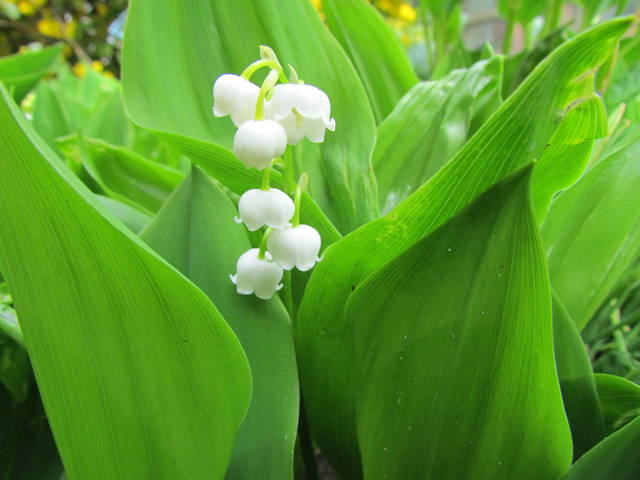 już są.... - wodnik50