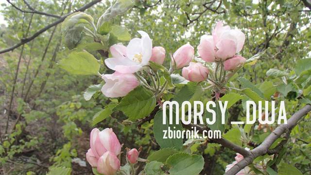 Jabłonie ... - Morsy_dwa