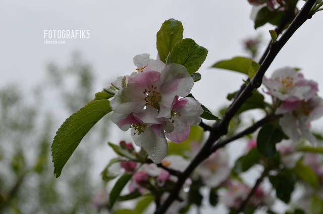 jabłoneczka.. - fotografik5