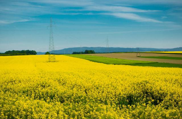 IMG_5886m.jpg - BlubieRobicMinetke