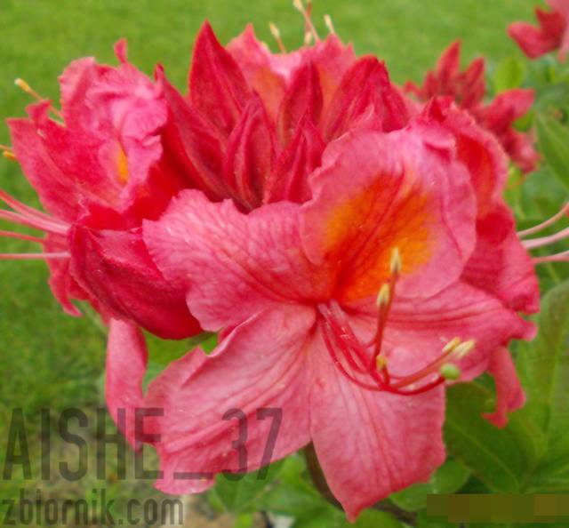 azaliaa....JPG - Aishe_37