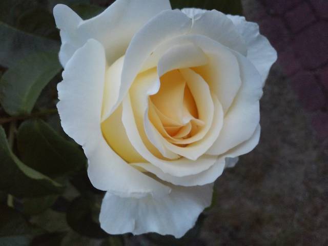 20150608_204258.jpg - uhtred