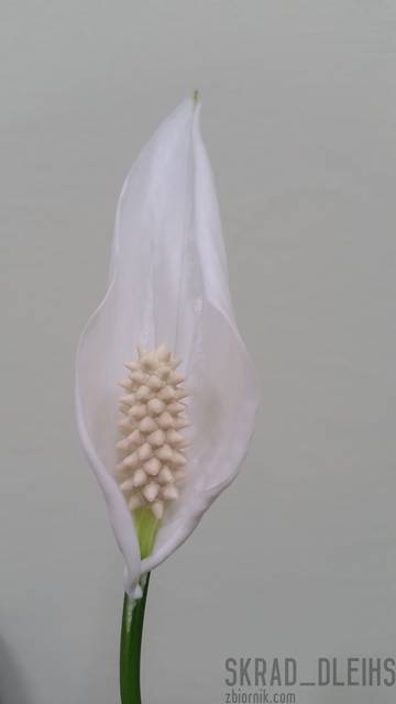 20150613_211418.jpg - skrad_dleihs