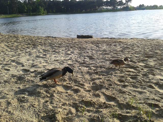 20150513_183232.jpg - cieplulubni