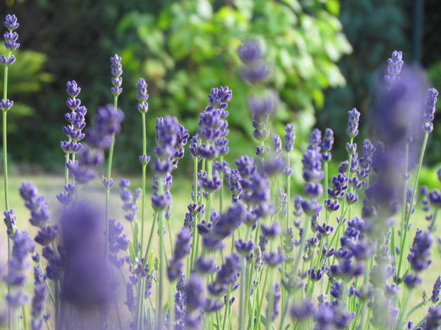 niebieski ....czy.... - wodnik50