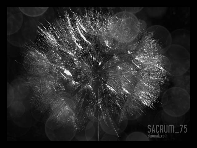 sacrum_75