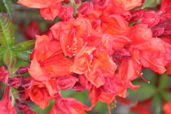 kwiatuszki z ogródka