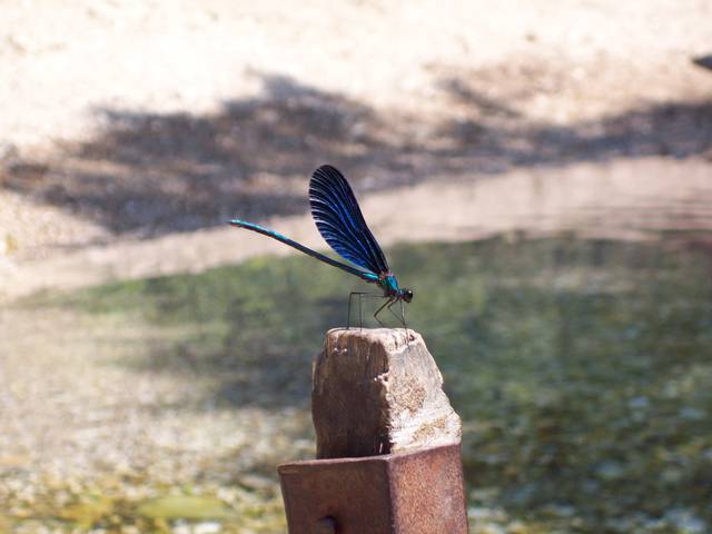 100_3775.JPG - seter123