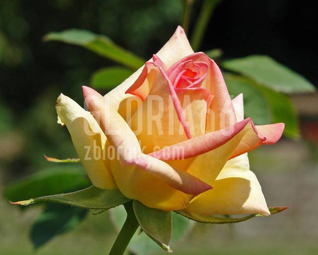 Rose Gloria Dei.jpg - Gloria66