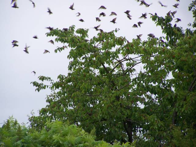 Obraz 015.jpg - on767676