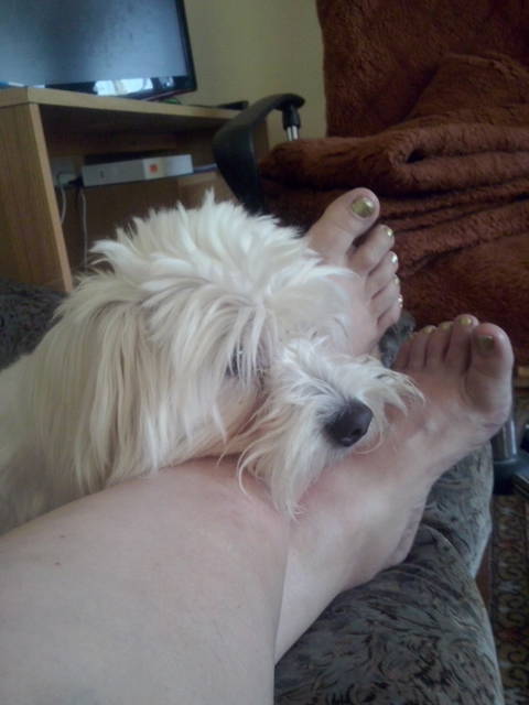 CAM00072.jpg - margeritka63