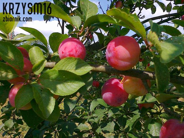  a może śliweczkę ? ;)  - krzysm16