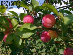  a może śliweczkę ? ;) 