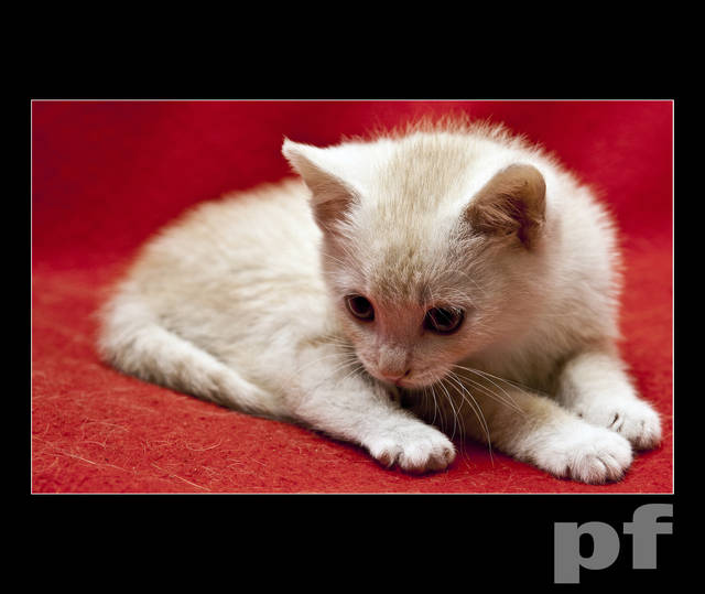 WIDZĘ ROBALA - panfoto