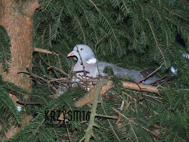 będzie nowe życie - krzysm16