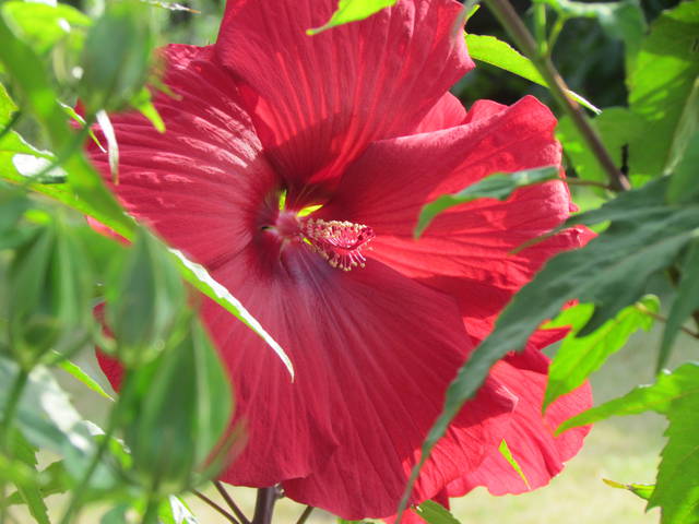 hibiskus... - wodnik50