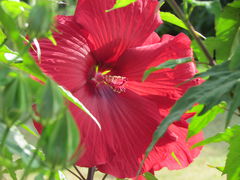 hibiskus...