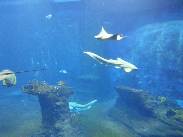 20150524_104112.jpg - toshiba34