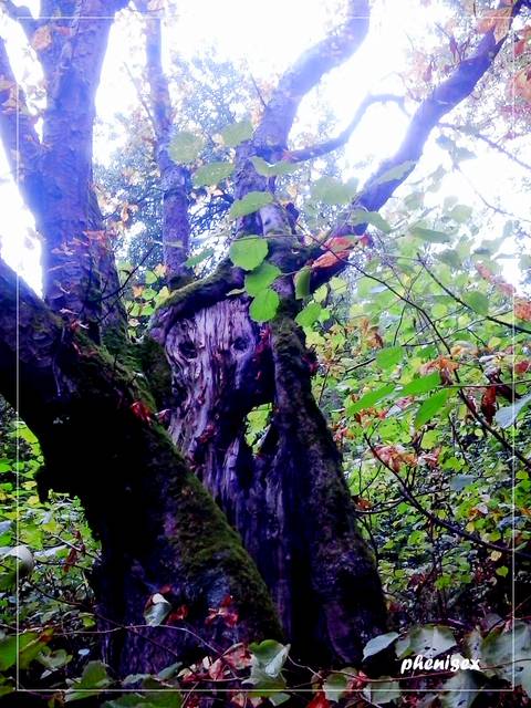 duch lasu - phenisex