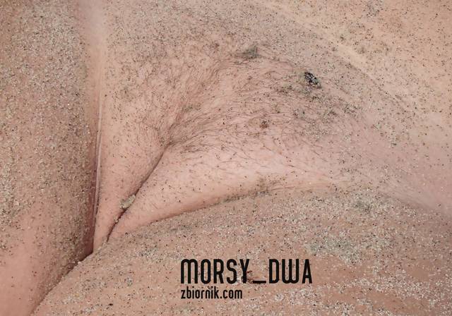 Piasek - Morsy_dwa