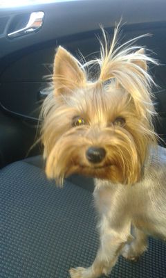 Przejażdżka z młodą sunią