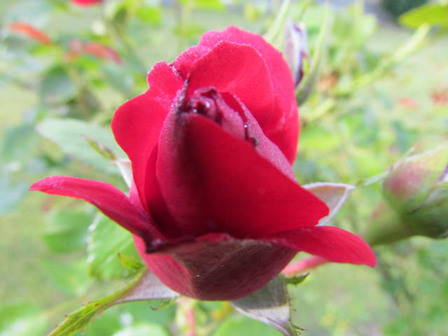 pączek......:) - wodnik50