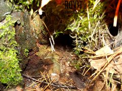 Podoba Ci się taka wilgotna jamka? ;)