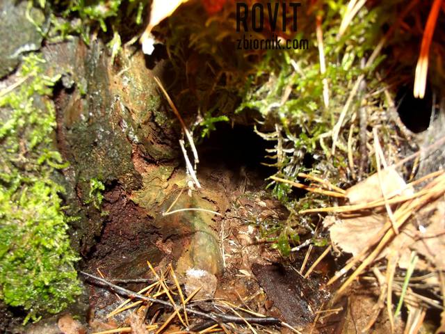 Podoba Ci się taka wilgotna jamka? ;) - Rovit