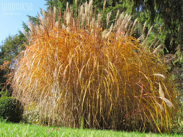 kępa.... - wodnik50